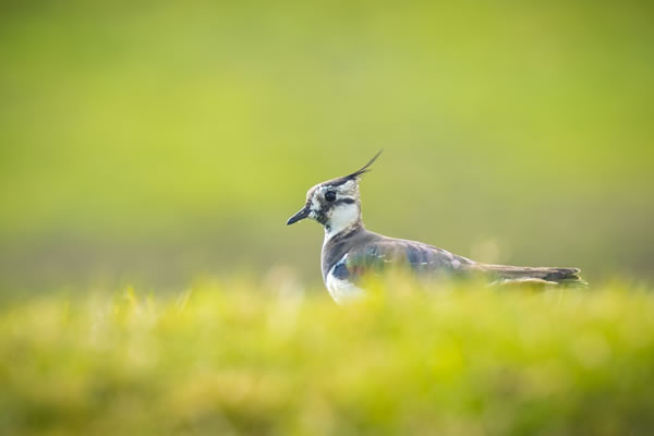 Birdwatching